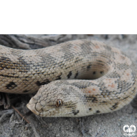 گونه کور مار تارتاری Tatar Sand Boa